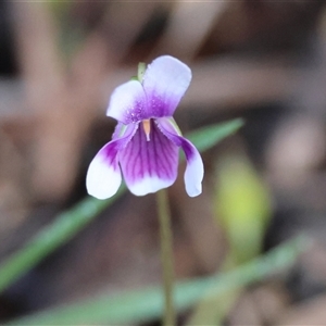 Viola hederacea at Moruya, NSW - suppressed