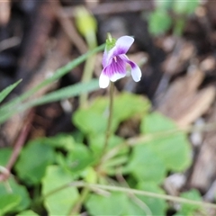 Viola hederacea at Moruya, NSW - suppressed