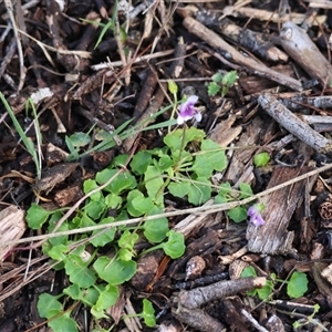 Viola hederacea at Moruya, NSW - suppressed