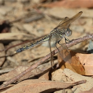 Orthetrum caledonicum at Moruya, NSW - suppressed