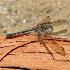 Orthetrum caledonicum at Moruya, NSW - suppressed
