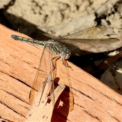 Orthetrum caledonicum at Moruya, NSW - suppressed