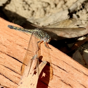 Orthetrum caledonicum at Moruya, NSW - suppressed