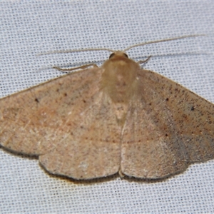 Idiodes apicata at Bolivia, NSW - suppressed