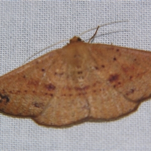 Idiodes apicata at Bolivia, NSW - suppressed