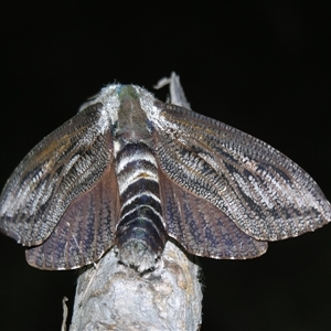 Endoxyla encalypti at Bolivia, NSW - suppressed