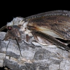 Endoxyla encalypti at Bolivia, NSW - suppressed