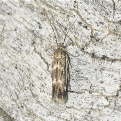 Eretmocera (genus) (Scythrididae family) at Symonston, ACT - 2 Apr 2025 by Harrisi