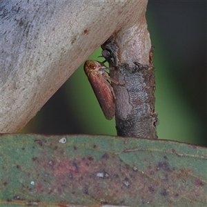 Katipo rubrivenosa at Higgins, ACT - 4 Apr 2025 02:04 PM