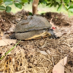 Chelodina longicollis at Sawyers Gully, NSW - 14 Oct 2024 03:38 PM