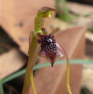 Chiloglottis diphylla at Thirlmere, NSW - suppressed