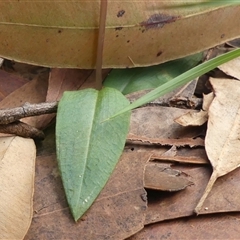 Chiloglottis diphylla at Thirlmere, NSW - suppressed