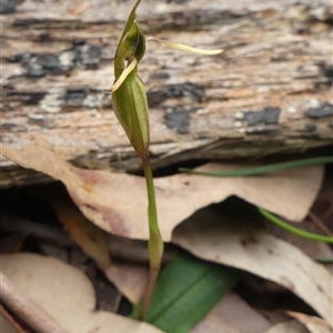 Chiloglottis diphylla at Thirlmere, NSW - suppressed