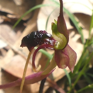 Chiloglottis diphylla at Thirlmere, NSW - suppressed