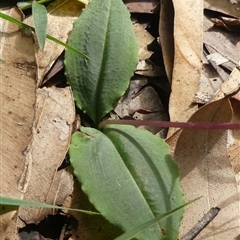 Chiloglottis diphylla at Thirlmere, NSW - suppressed
