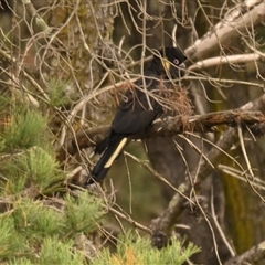 Zanda funerea (Yellow-tailed Black-Cockatoo) at Giralang, ACT - 6 Apr 2025 by Thurstan