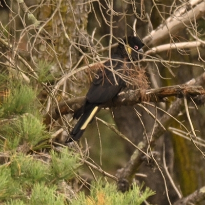 Zanda funerea (Yellow-tailed Black-Cockatoo) at Giralang, ACT - 6 Apr 2025 by Thurstan