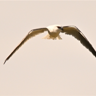 Elanus axillaris (Black-shouldered Kite) at Giralang, ACT - 6 Apr 2025 by Thurstan