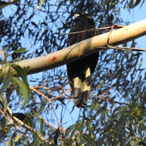 Zanda funerea at Emerald, VIC - 2 Apr 2025 04:48 PM