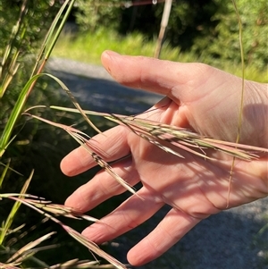 Andropogon virginicus at Main Creek, NSW - 7 Apr 2025 08:11 AM