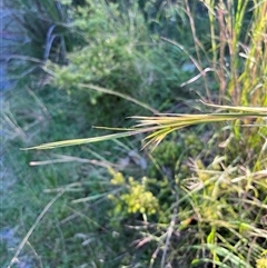 Andropogon virginicus at Main Creek, NSW - 7 Apr 2025 08:11 AM