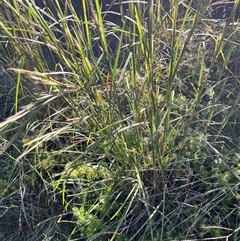 Andropogon virginicus at Main Creek, NSW - 7 Apr 2025 08:11 AM