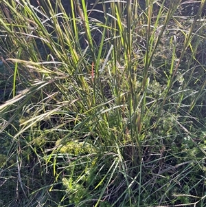 Andropogon virginicus at Main Creek, NSW - 7 Apr 2025 08:11 AM