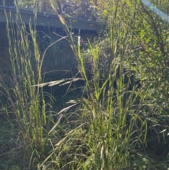 Andropogon virginicus at Main Creek, NSW - 7 Apr 2025 08:11 AM