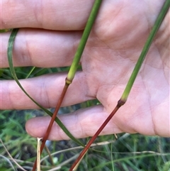 Cymbopogon refractus at Main Creek, NSW - 7 Apr 2025 08:14 AM
