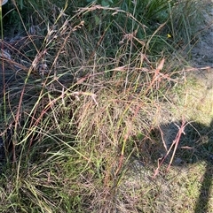 Cymbopogon refractus at Main Creek, NSW - 7 Apr 2025 08:14 AM