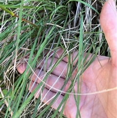 Cymbopogon refractus at Main Creek, NSW - 7 Apr 2025 08:14 AM