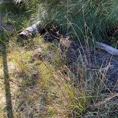 Cymbopogon refractus at Main Creek, NSW - 7 Apr 2025 08:14 AM