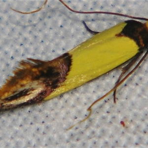 Edosa xystidophora at Bolivia, NSW - suppressed