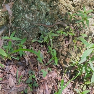 Demansia psammophis at Bellingen, NSW - 4 Apr 2025 01:40 PM