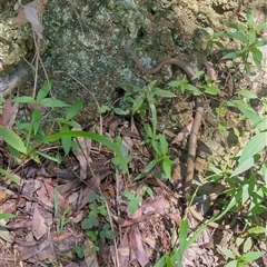 Demansia psammophis at Bellingen, NSW - 4 Apr 2025 01:40 PM