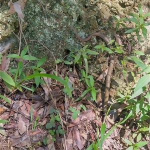 Demansia psammophis at Bellingen, NSW - 4 Apr 2025 01:40 PM