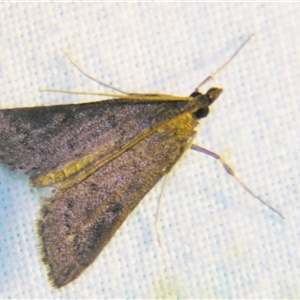 Uresiphita ornithopteralis at Bolivia, NSW - suppressed