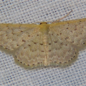 Idaea philocosma at Bolivia, NSW - suppressed