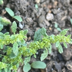 Dysphania pumilio at Bobundara, NSW - 4 Apr 2025 10:06 AM