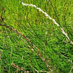 Philydrum lanuginosum at Keinbah, NSW - 7 Apr 2025 09:06 AM