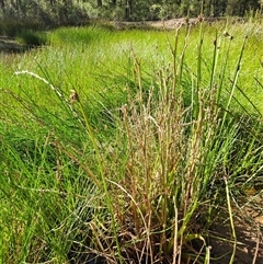 Philydrum lanuginosum at Keinbah, NSW - 7 Apr 2025 09:06 AM
