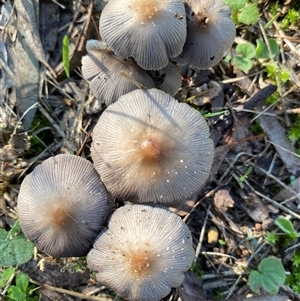 Coprinellus etc. at Broke, NSW - suppressed