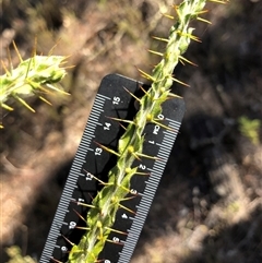 Acacia paradoxa (Kangaroo Thorn) at Crowther, NSW - 7 Apr 2025 by Frecko
