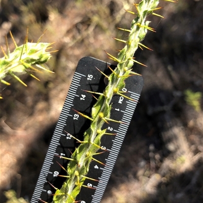Acacia paradoxa (Kangaroo Thorn) at Crowther, NSW - 7 Apr 2025 by Frecko