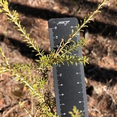 Calytrix tetragona (Common Fringe-myrtle) at Crowther, NSW - 7 Apr 2025 by Frecko