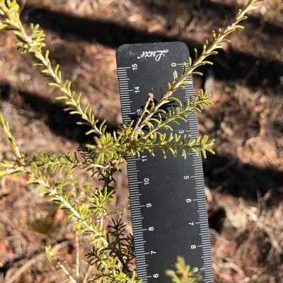 Calytrix tetragona (Common Fringe-myrtle) at Crowther, NSW - 7 Apr 2025 by Frecko