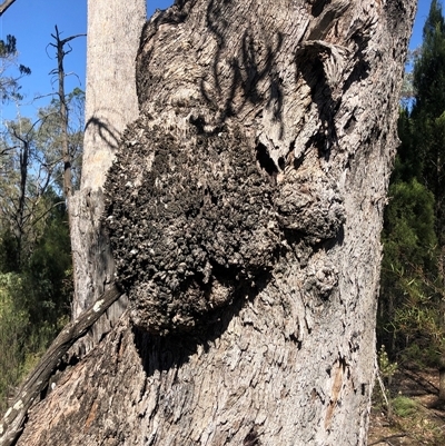 Eucalyptus albens (White Box) at Crowther, NSW - 4 Apr 2025 by Frecko