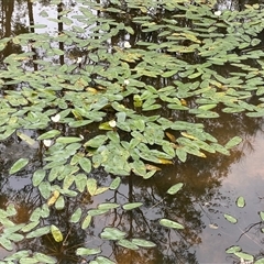 Ottelia ovalifolia at Broke, NSW - 11 Mar 2025 09:49 AM