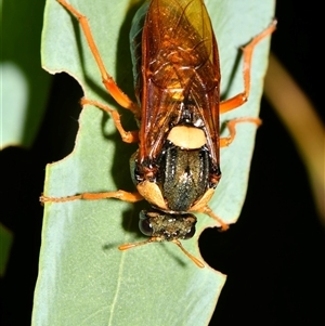 Perga affinis at Warrandyte, VIC - 28 Mar 2025 06:45 PM