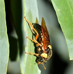 Perga affinis at Warrandyte, VIC - 28 Mar 2025 06:45 PM